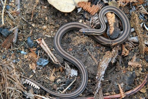 Kenyan Striped Skaapsteker