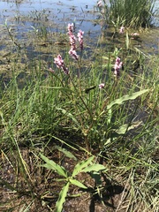 Persicaria limbata