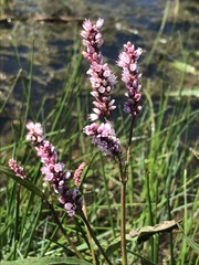 Persicaria limbata