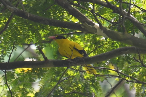 Black-naped Oriole (Oriolus chinensis), photo 5