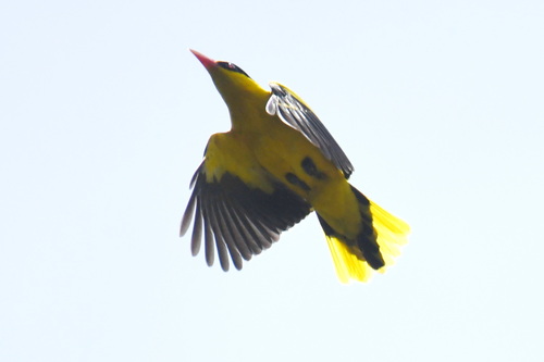 Black-naped Oriole (Oriolus chinensis), photo 6