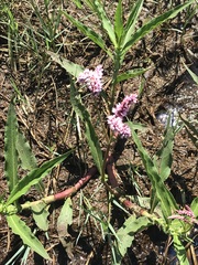 Persicaria limbata
