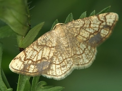 Stegania dilectaria