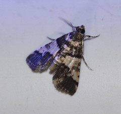 Nacoleia mesochlora