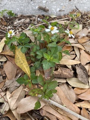 Bidens alba
