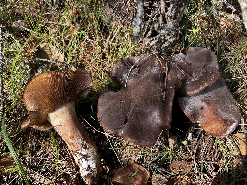 Tricholoma imbricatoides · January 2026 · photo: © sigridjakob (iNaturalist, cc0)