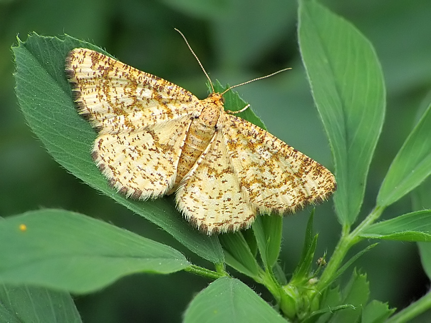 Heliomata glarearia