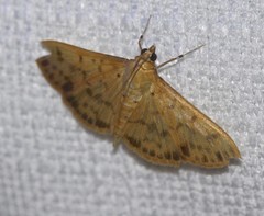Patania balteata