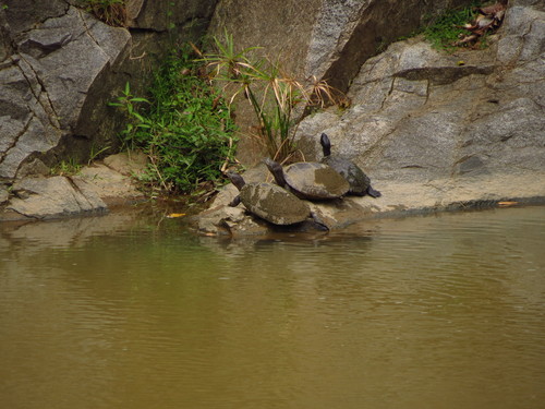 Antillean Slider, Trachemys stejnegeri