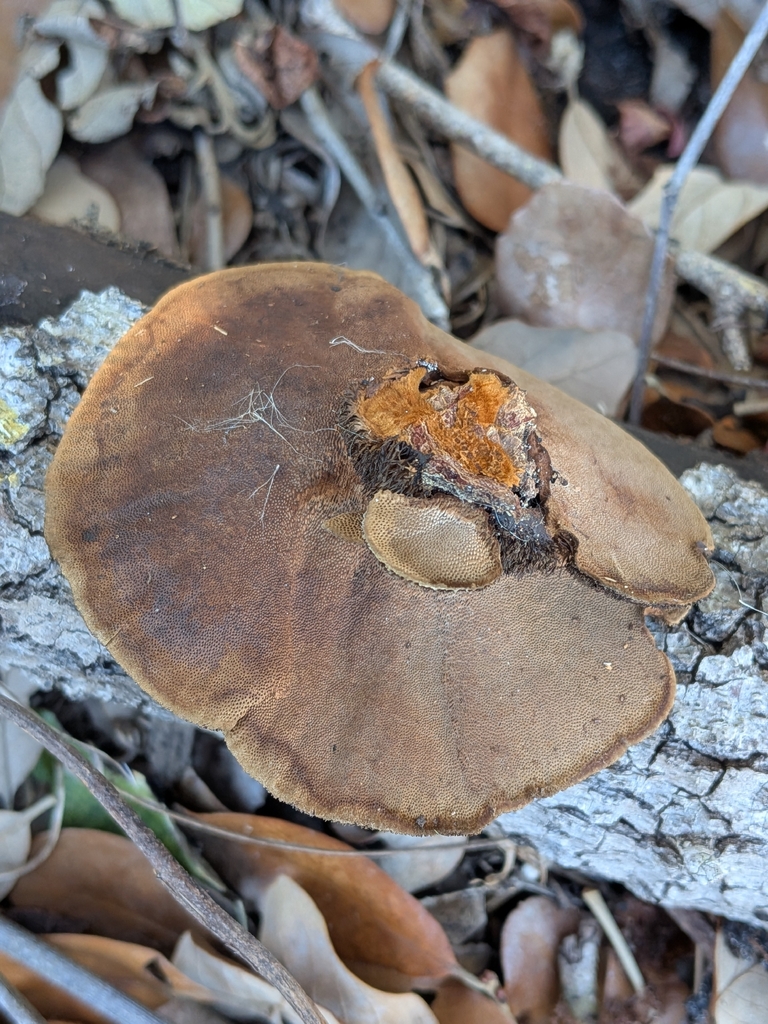 Hexagonia hydnoides · January 2026 · photo: © robert_alabama (iNaturalist, cc0)