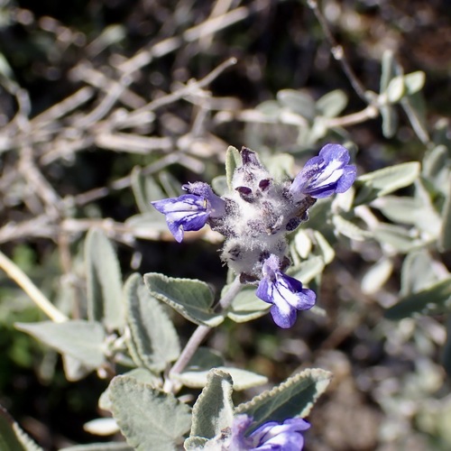 Parry's sage (Salvia parryi)