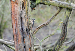 Dendrocopos major