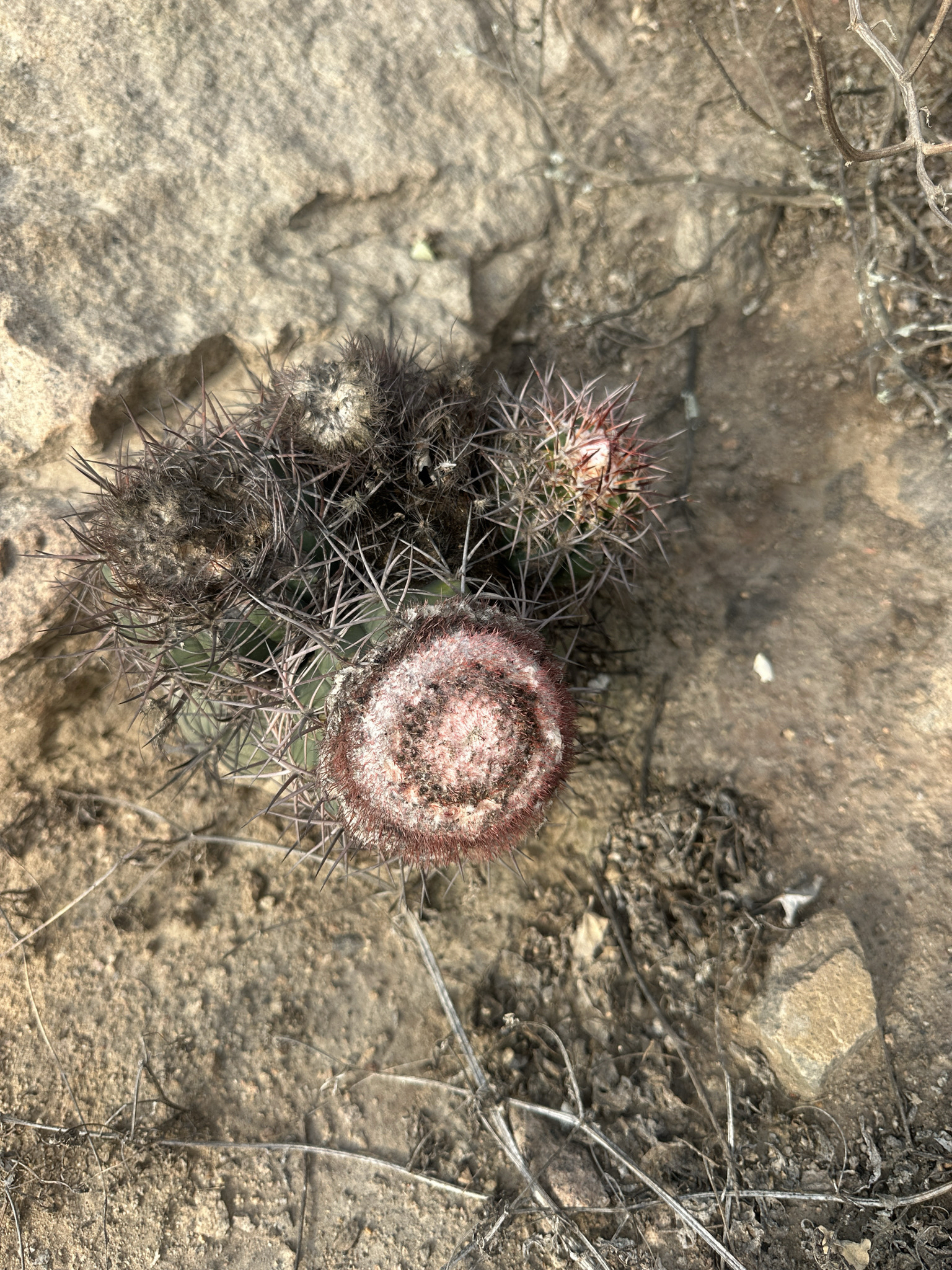 Melón de Perú