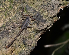 Centruroides hentzi