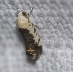 Acontia nivipicta