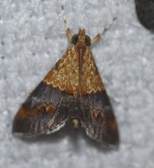 Tetracona amathealis
