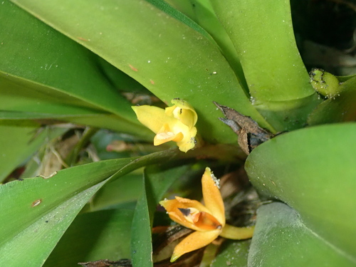 Maxillaria brasiliensis, photograph 5
