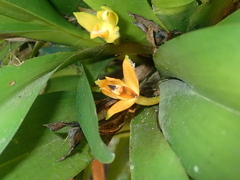 Maxillaria brasiliensis, photograph author not stated, no rights reserved