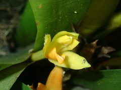 author not stated, no rights reserved Maxillaria brasiliensis, photograph author not stated, no rights reserved