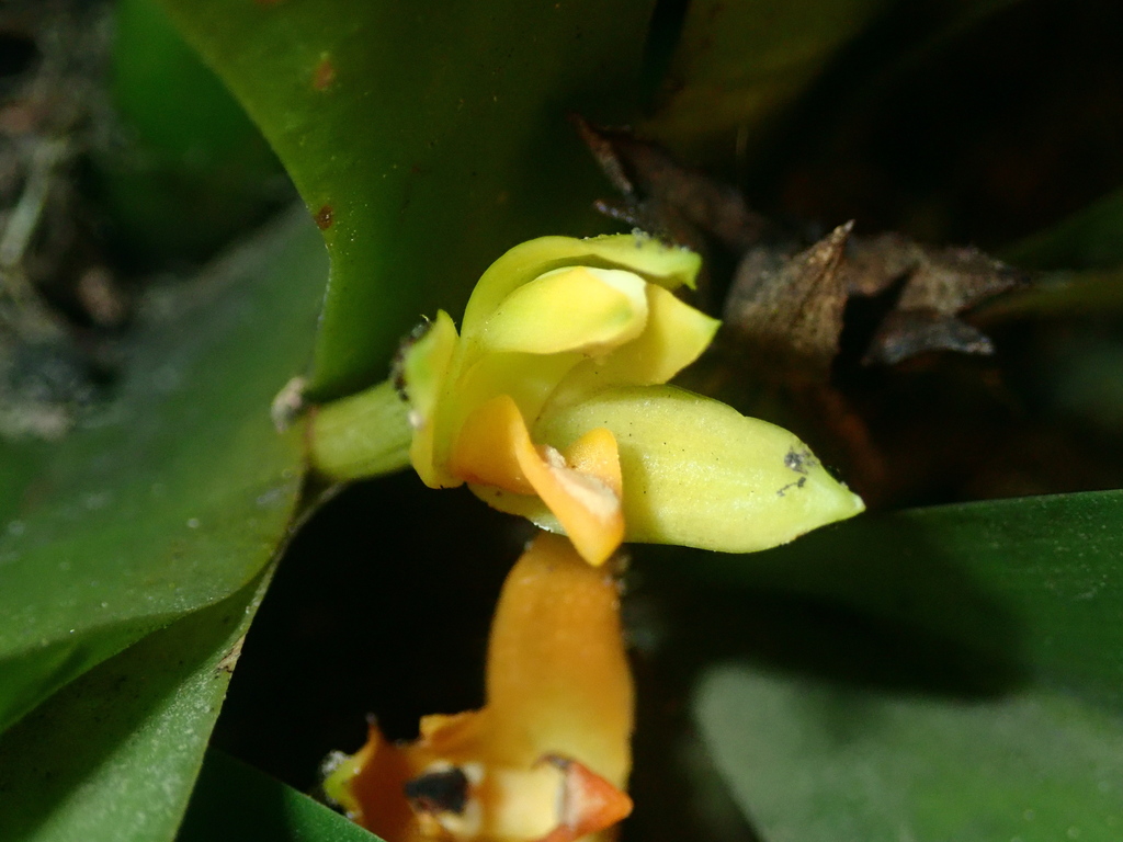 Maxillaria brasiliensis; photograph author not stated, no rights reserved