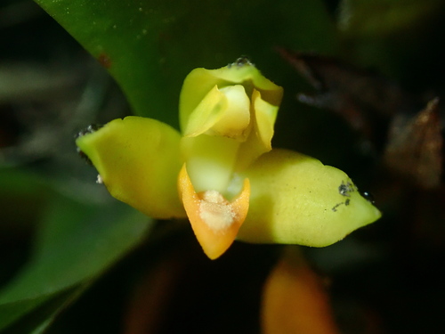 Maxillaria brasiliensis, photograph 1