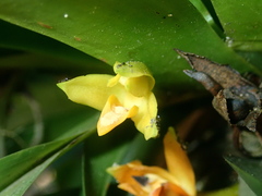 author not stated, no rights reserved Maxillaria brasiliensis, photograph author not stated, no rights reserved