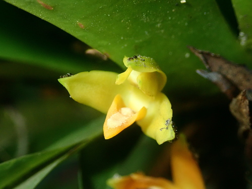 Maxillaria brasiliensis, photograph 3