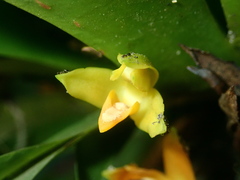 author not stated, no rights reserved Maxillaria brasiliensis, photograph author not stated, no rights reserved
