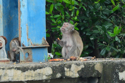 Macaca fascicularis