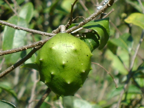 Annona globiflora (Annona globiflora)