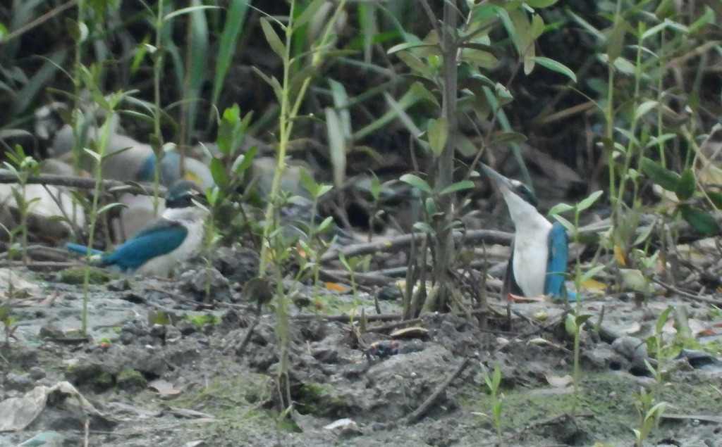 Collared Kingfisher (Todiramphus chloris)