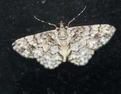 Myrioblephara desumpta