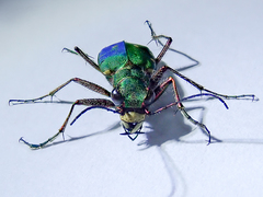 Cicindela campestris