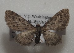 Eupithecia fletcherata