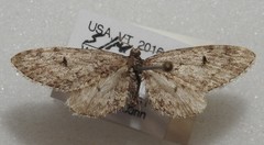 Eupithecia annulata