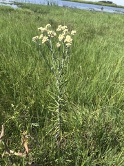 Pseudognaphalium oligandrum