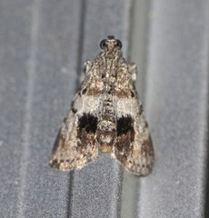 Enchesphora recurvalis