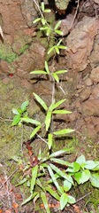 Lygodium articulatum