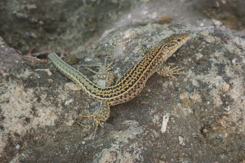 Guadarrama Wall Lizard