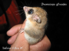 Monito Del Monte photo 2