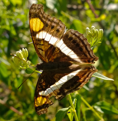 Doxocopa laure laure