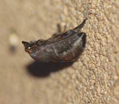 Doratifera stenora