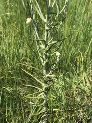 Pseudognaphalium oligandrum