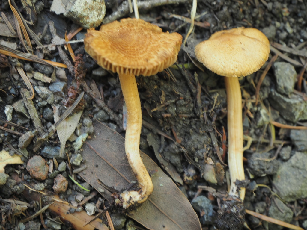 Inocybe sp. 'CA09'