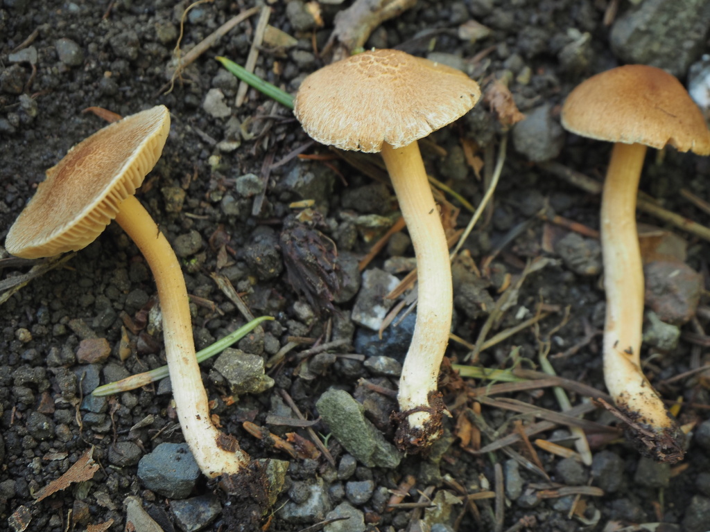 Inocybe sp. 'CA09' · January 2026 · photo: © sigridjakob (iNaturalist, cc0)