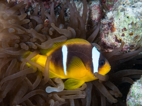 Red Sea Anemonefish — seen at this dive site