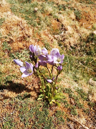 Gentianella ottonis, photograph 4