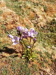 Gentianella ottonis, photograph Aira Francisca Faúndez Fallau, CC BY, iNaturalist via GBIF