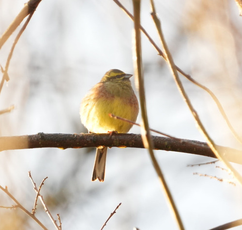 Cirl Bunting (Emberiza cirlus), photo 5