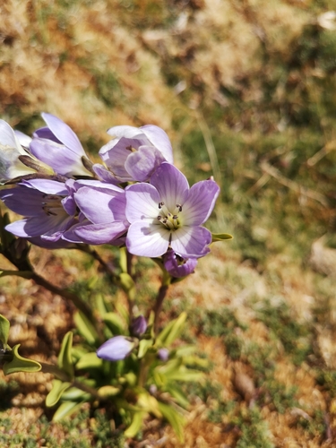 Gentianella ottonis, photograph 5